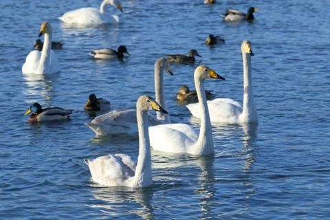 Pack of white swans Stock-Fotos