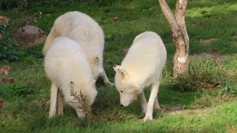 A pack of white wolves in the forest Stock Footage 251709950