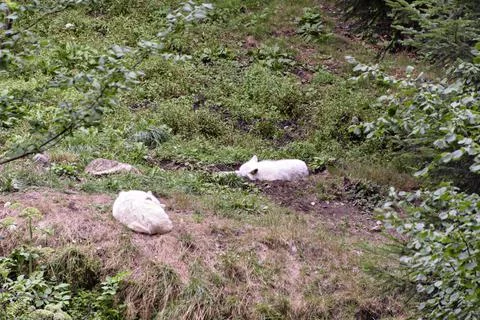 A pack of white wolves resting in a forest meadow on a warm day. Stock Photos
