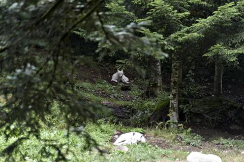 A pack of white wolves resting in a forest meadow on a warm day. Stock Photos