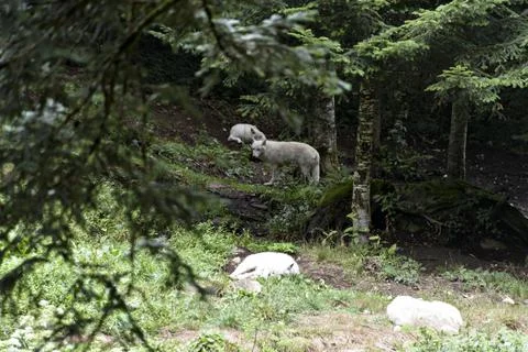 A pack of white wolves resting in a forest meadow on a warm day. Stock Photos