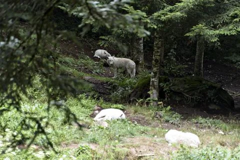 A pack of white wolves resting in a forest meadow on a warm day. Stock Photos