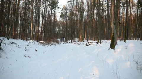 A pack of wild boars in the forest, small and large animals going for a winte Stock Footage 148992429