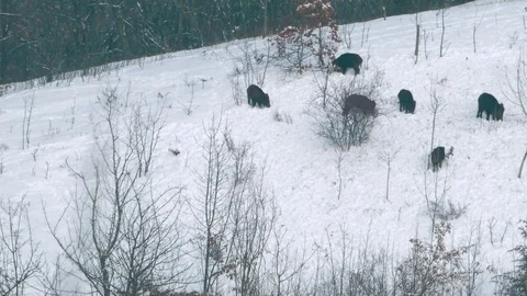 Pack of wild boars (Sus scrofa) in the snow looking for food. Stock Footage 87045775