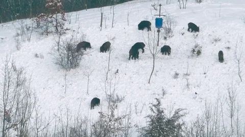 A pack of wild boars (Sus scrofa) feeding near a hunting game feeder. Stock-Footage 87610714