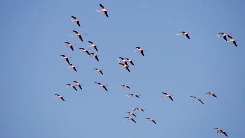 Pack of wild colourful flamingos hovering Stock Footage 233673274