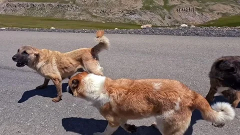 Pack of wild dogs are running along the road barking at the car Stock Footage 317387309