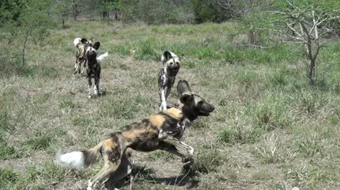 A pack of wild dogs Stock Footage 11408691