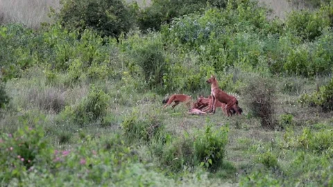 Pack of wild dogs hunted down spotter deer and devouring Stock Footage 285931972