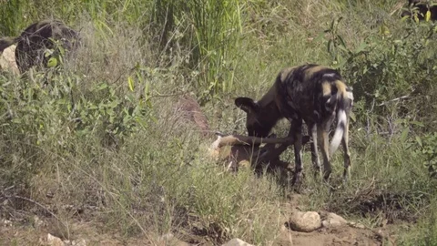 Pack of Wild Dogs inspecting a kill Stock Footage 83841095