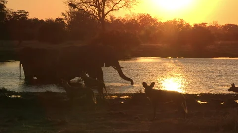 Pack of wild dogs at sunset with elephants drinking in the background Stock Footage 46374820