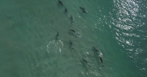 Pack of wild Dolphins Stock Footage