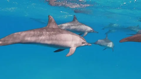 A pack of wild dolphins swimming in the Red sea under the edge of water Stock Footage 201635119