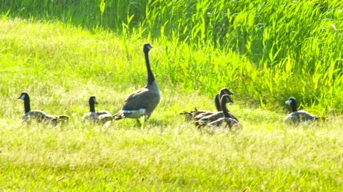 A Pack of Wild Geese Taking Rest 4K Stock Footage 156582263