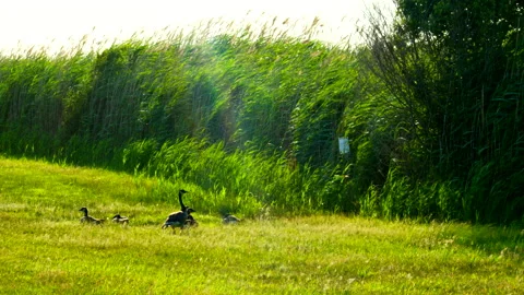 A Pack of Wild Geese Taking Rest Wide Shot 4K Stock Footage 156583443
