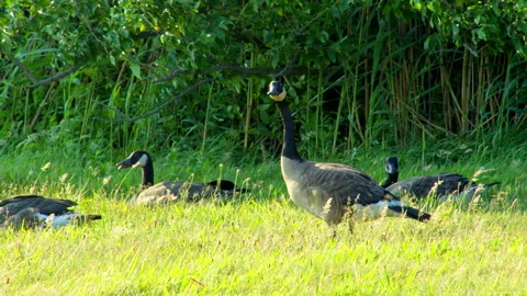 A Pack of Wild Geese Taking Rest 4K Stock Footage 156584078