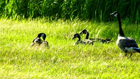 A Pack of Wild Geese Taking Rest and Eating Grass 4K Stock Footage 156584112