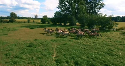 Pack of wild horses running through the tall grass. Aerial. 4K Stock Footage 136168157