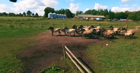Pack of wild horses running through the tall grass. Aerial. 4K Stock Footage 136168788