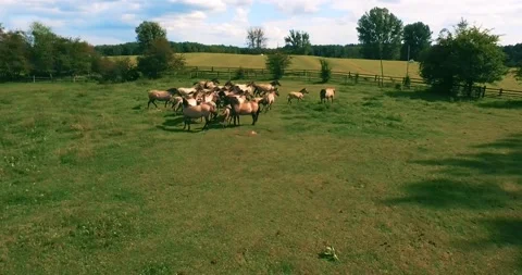 Pack of wild horses running through the tall grass. Aerial. 4K Stock Footage 136168995