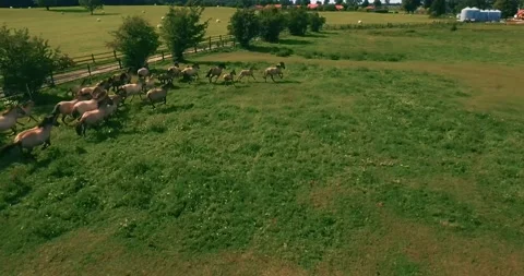 Pack of wild horses running through the tall grass. Aerial. 4K Stock Footage 136169269