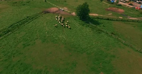 Pack of wild horses running through the tall grass. Aerial. 4K Stock Footage 136169446