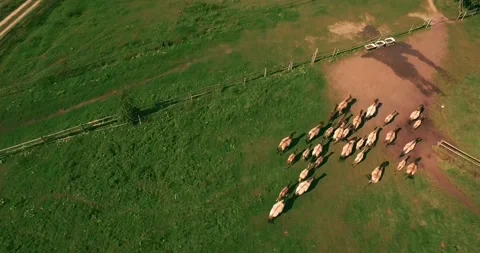 Pack of wild horses running through the tall grass. Aerial. 4K Stock Footage 136169522