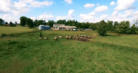 Pack of wild horses running through the tall grass. Aerial. 4K Stock Footage 136169617