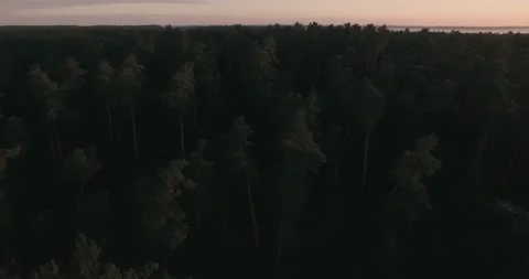 Pack of wild horses running through the tall grass. Aerial. 4K Stock Footage 136174542