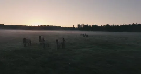 Pack of wild horses running through the tall grass. Aerial. 4K Stock Footage 136176547