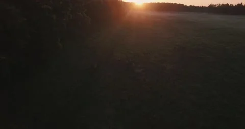 Pack of wild horses running through the tall grass. Aerial. 4K Stock Footage 136176776