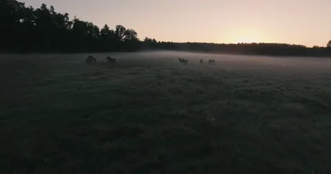 Pack of wild horses running through the tall grass. Aerial. 4K Stock Footage 136176957