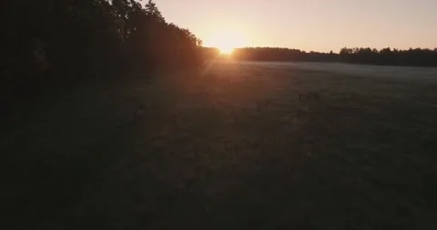 Pack of wild horses running through the tall grass. Aerial. 4K Видео 136177190