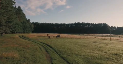 Pack of wild horses running through the tall grass. Aerial. 4K Stock Footage 136177237