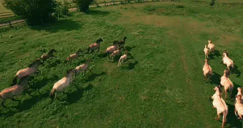 Pack of wild horses running through the tall grass. Aerial. 4K Stock Footage 136210486
