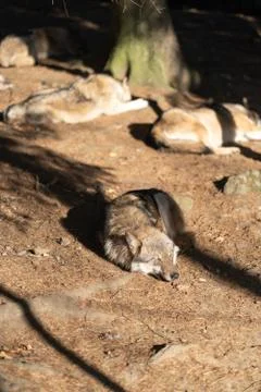 A pack of wild wolves are sleeping in the sun. One Wolf in the foreground. Stock Photos