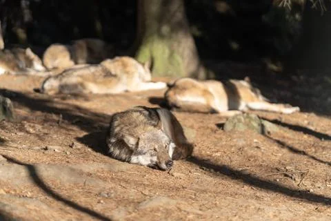A pack of wild wolves are sleeping in the sun. One Wolf in the foreground. Stock Photos