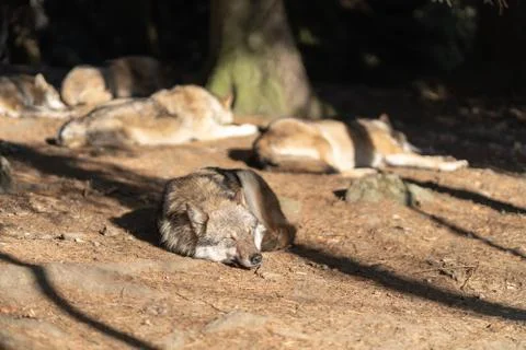 A pack of wild wolves are sleeping in the sun. One Wolf in the foreground. Stock Photos