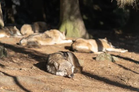 A pack of wild wolves are sleeping in the sun. One Wolf in the foreground. Stock Photos