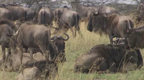 Pack of wildebeests walking and lying down Stock Footage 12657660