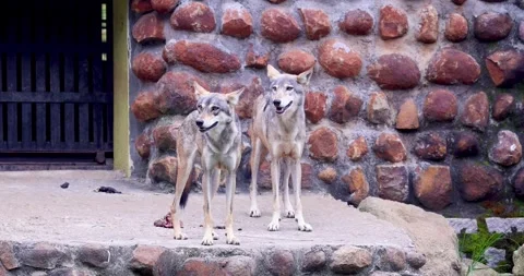 Pack of Wolfs walking curiously inside Bannerghatta National Park and zoo i.. Stock Footage 323256400
