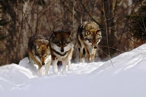 Pack of wolves (canis lupus) in winter, wolfs running in snow, attractive win Stock Photos
