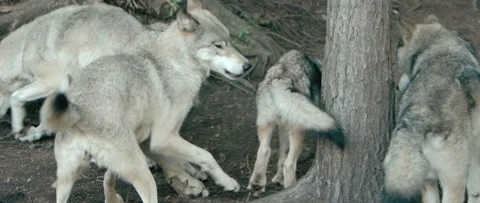 Pack of wolves eating in forest Stock Footage 168328898