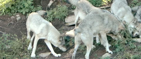 Pack of wolves eating their prey Stock Footage 168328936