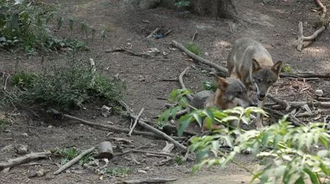  Pack of wolves feeding, resting, walking, passing in natural environment forest Stockbeeldmateriaal 8643639