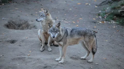  Pack of wolves feeding, resting, walking, passing in natural environment forest Stock Footage 8929057