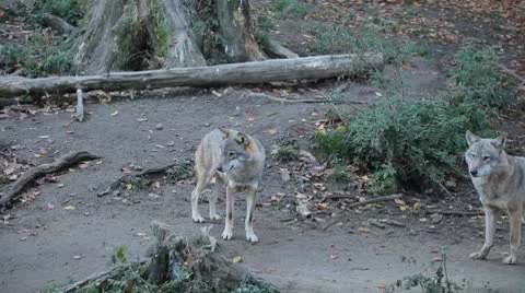 Pack of wolves feeding, resting, walking, passing in natural environment forest Stock Footage 8930225
