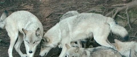Pack of wolves in the forest slow motion Stock Footage 168328992
