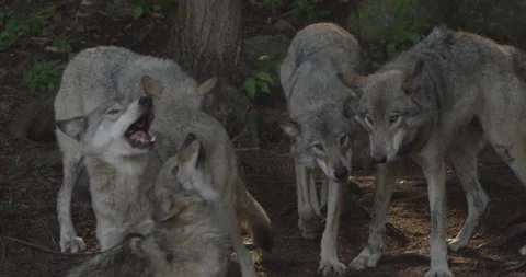 Pack of wolves in the forest together Stock Footage 146149373