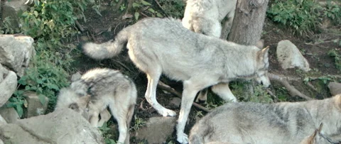 Pack of wolves on an incline in forest Stock Footage 168328995